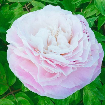 Pfingstrose Gefüllte Päonie  Mothers Choice 1 st.