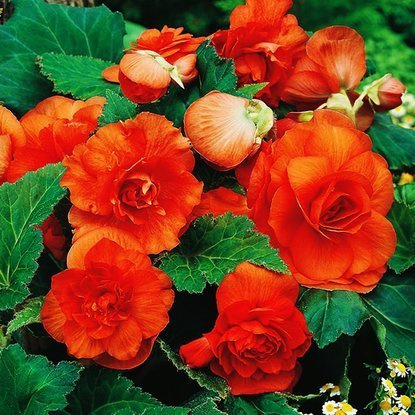 Gefüllte Begonie Orange 1 st.