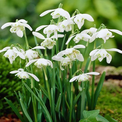 Schneeglöckchen Gefüllte Galanthus Nivalis Flore Pleno 5 st.