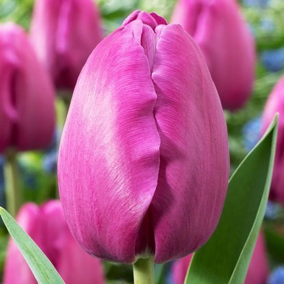 Triumph Tulpe Violett 5 st.