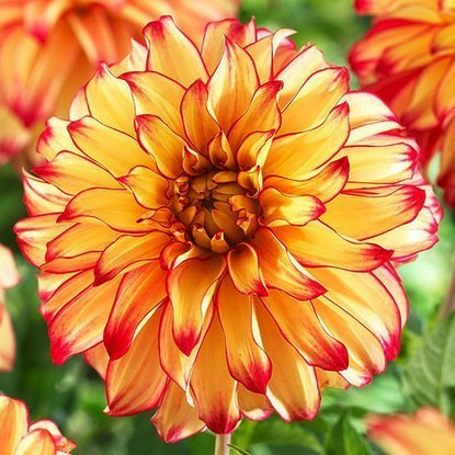 Dahlie Dekorativ Lady Darlene 1 st.