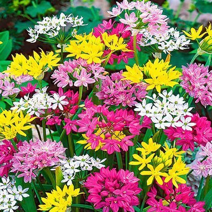 Allium Goldlauch Mix 20 st.