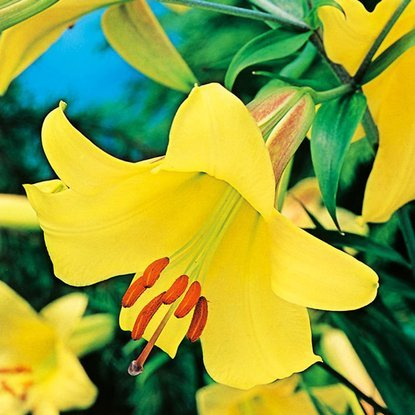 Trompete Lilie Golden Splendour 1 st.