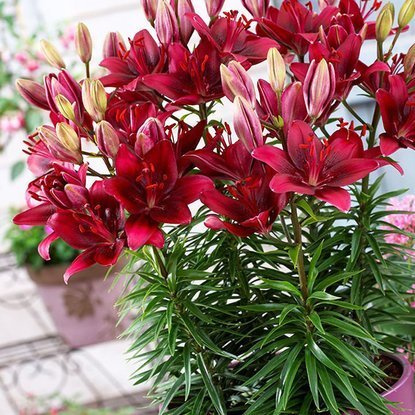 asiatische  Zwerglilie Sweet Lord 1 st.