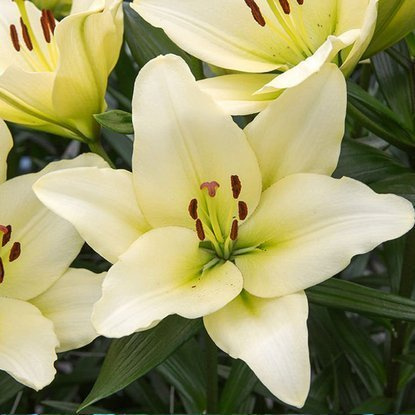 asiatische weiße Lilie Kelso 1 st.