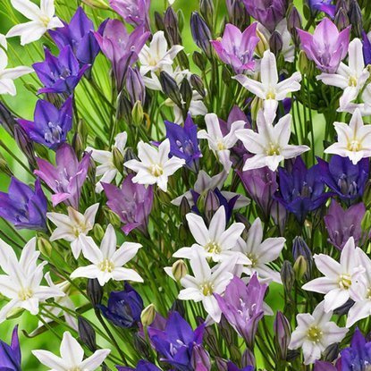 Triteleia Laxa Mix 10 st.