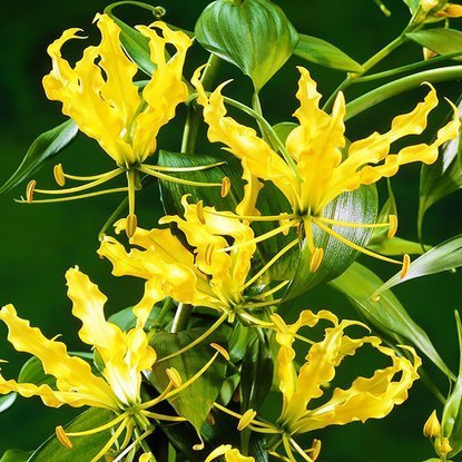 Gloriosa Ruhmeskrone Lutea 1 st.