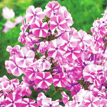 Phlox  Flammenblumen Pepermint Twist 1 st.