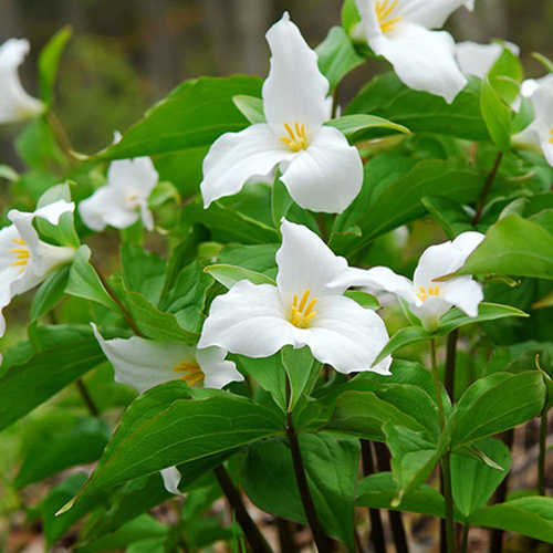 Trillium Waldlilien Grandiflorum 1 st.