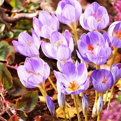Herbstkrokus Crocus Speciosus 10 st.
