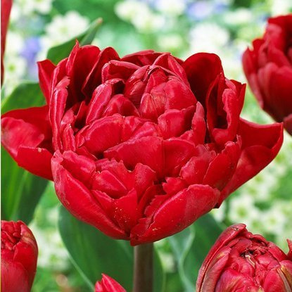 Gefüllte Tulpe Rote 5 st.