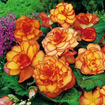 Zweifarbige Begonie Picotee 1 st.