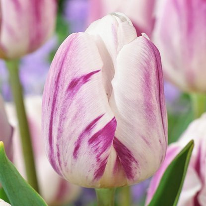 Triumph Tulpe Flaming Flag 5 st.