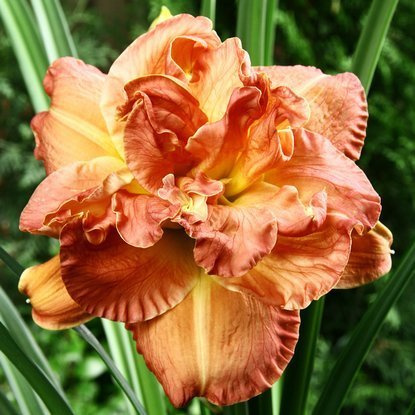 Taglilie Hemerocallis Candlelight Dinner 1 st.