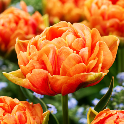 frühblühende gefüllte Tulpe Orange Flavour 5 st.