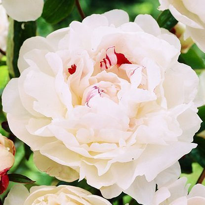 Pfingstrose Gefüllte Päonie  Festiva Maxima 1 st.