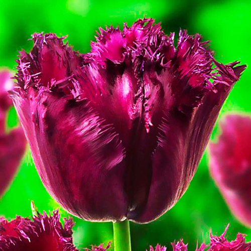 Crispa Tulpe Gorilla 5 st.