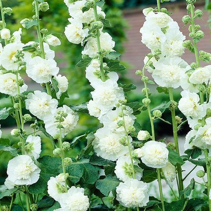 Stockrose Alcea Rozea Gefüllte Weiß 1 st.