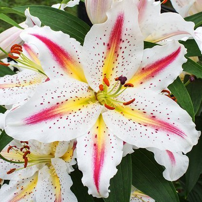 orientalische Zwerglilie Playtime 1 st.