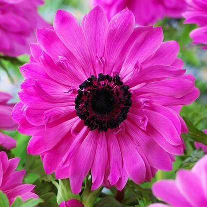 Anemone gefüllte Windröschen Admiral 10 st.