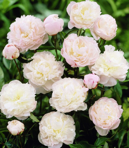 Pfingstrose Gefüllte Päonie Shirley Temple 1 st.