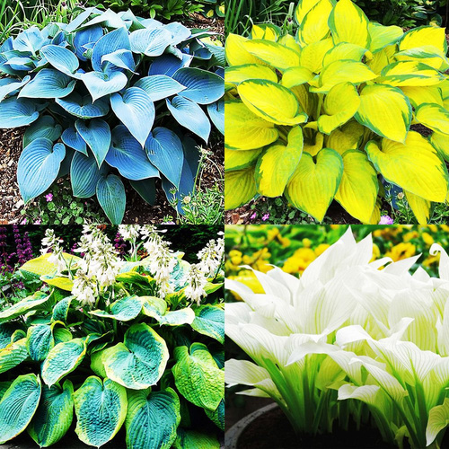 Zestaw 1 Funkia (Hosta) Bestseller 4 szt