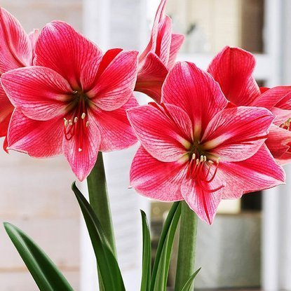 Rittersterne Hippeastrum Gervase 1 st.