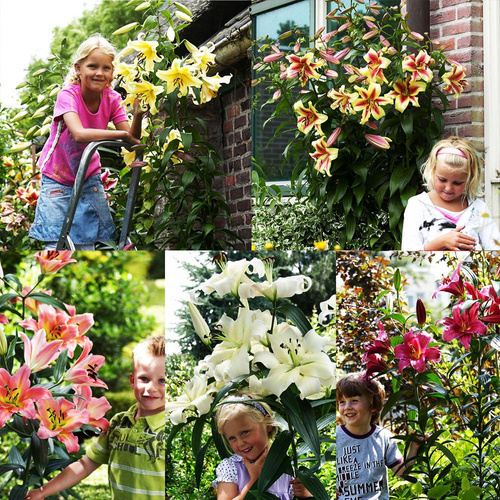 Set 259 LILIUM - Baumlilie 5-tlg.