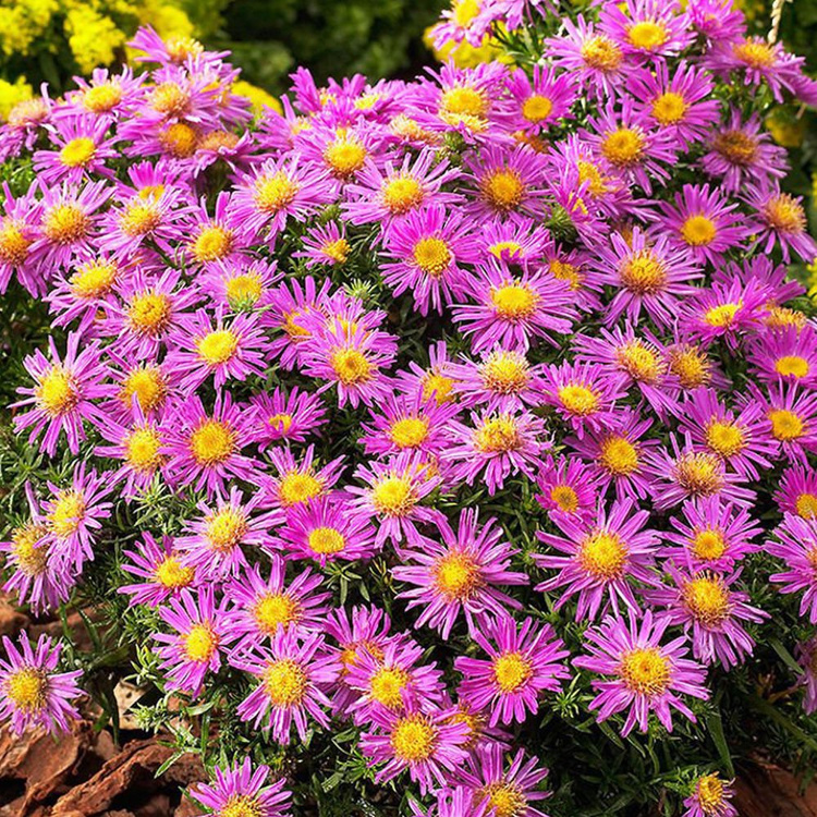 Aster Wild Alice Haslam 1 st.