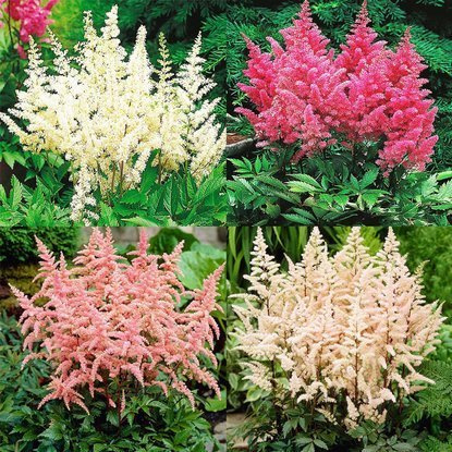 Helles ASTIBLE-Set - Tawułka 4-tlg.