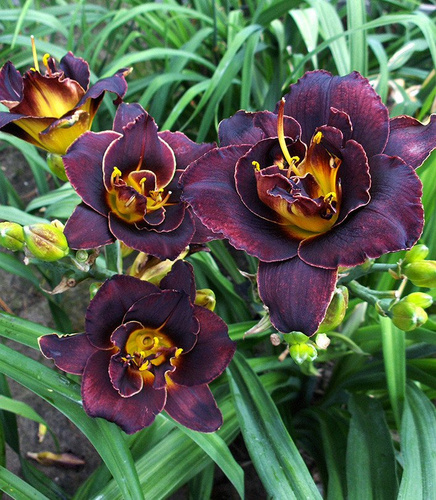 Taglilie Hemerocallis Voodoo Dancer 1 st.
