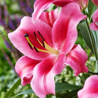 Tree Lilie Dallian 1 st.