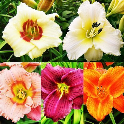 Set 58 Hemerocallis - Taglilie 5-tlg.