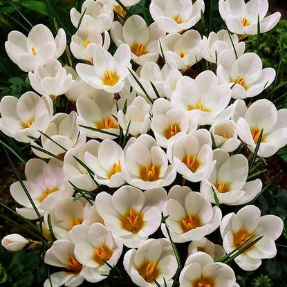 Krokusse Crocus Ard Schenk 10 st.