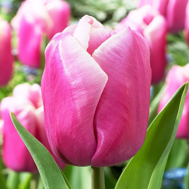 Triumph Tulpe Holland beauty 5 st.