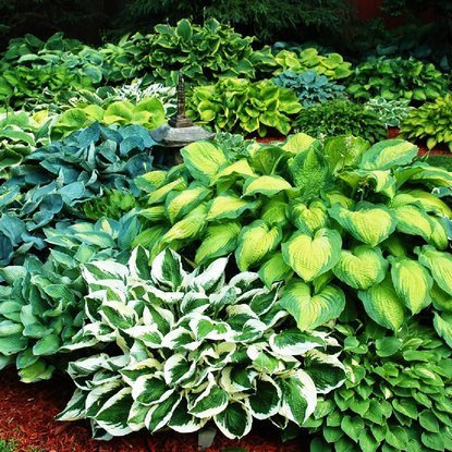 Funkie hosta Farbig Mischung Mix 5 st.