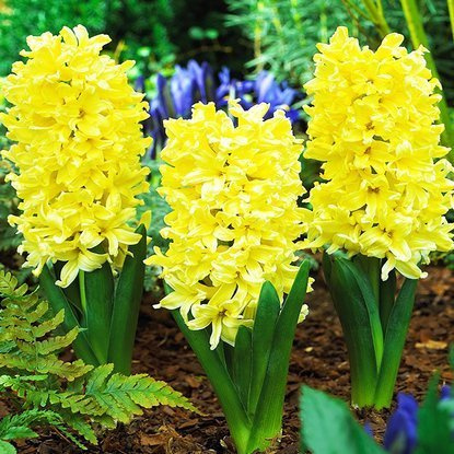 Präparierte Hyacinthus City of Haarlem 3 st.