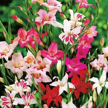 Gladiole Bambino Nanus Mix 5 st.