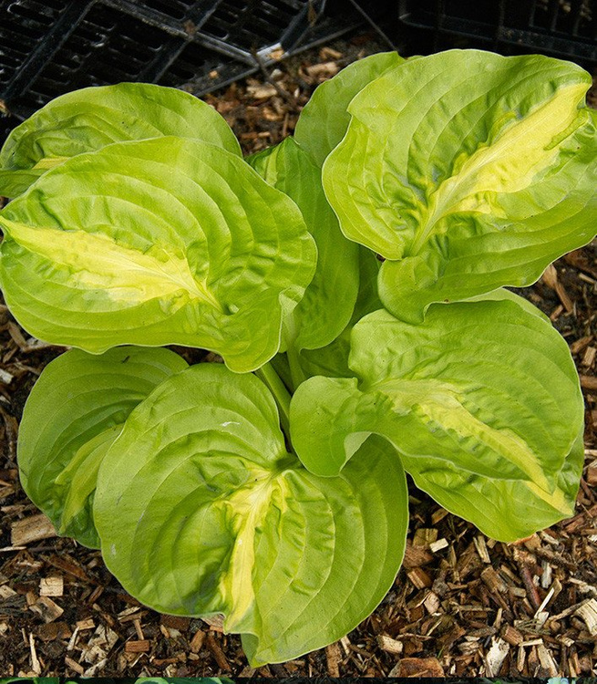 Funkie hosta Mango Tango 1 st.
