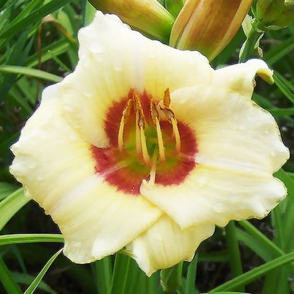 Taglilie Hemerocallis Pandora's Box 1 st.