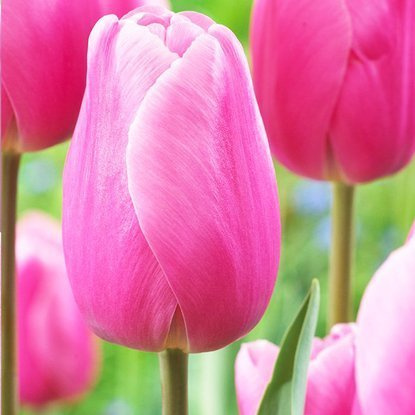 Triumph Tulpe Dunkelpink 5 st.
