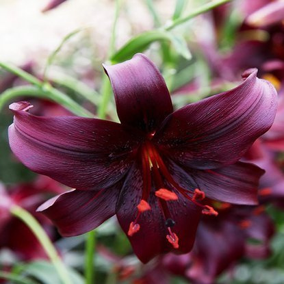 Tigerlilie Lilium Night Flayer 1 st.