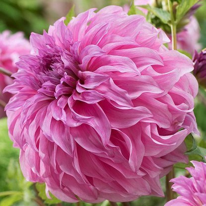 Dahlie Großblütige Vassio Meggos 1 st.