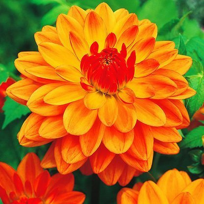 Dahlie Dekorativ Graceland 1 st.