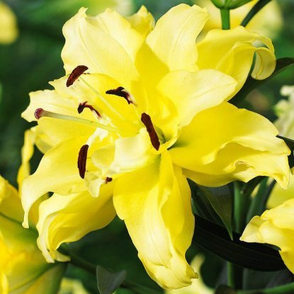 Tree WOW Lilie gefüllte Fifty-Fifty 1 st.