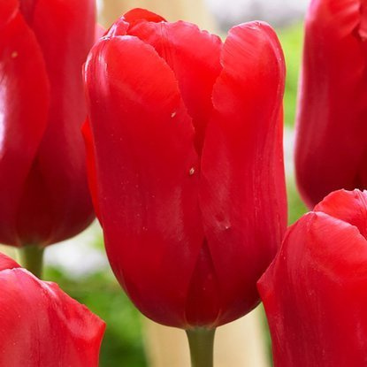 Fosteriana Tulpe Red Proud 5 st.