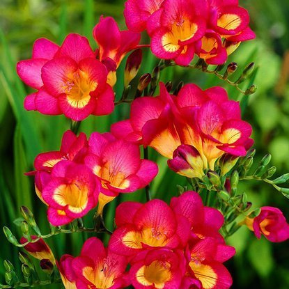 Freesien Einzelne Różowa 10 st.