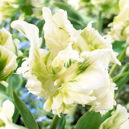 Papageien Tulpe Super Parrot 5 st.