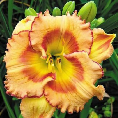 Taglilie Hemerocallis Fruiti Kiss 1 st.