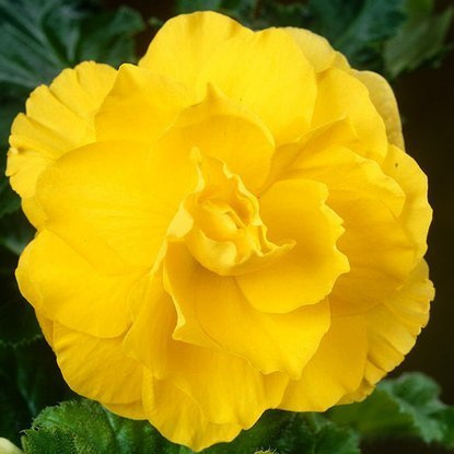 Gefüllte Begonie Gelb 1 st.